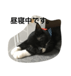 兄弟猫あおとあんずの日常6（個別スタンプ：3）