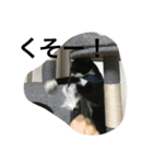 兄弟猫あおとあんずの日常6（個別スタンプ：4）