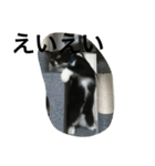 兄弟猫あおとあんずの日常6（個別スタンプ：5）