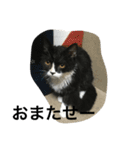 兄弟猫あおとあんずの日常6（個別スタンプ：6）