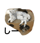 兄弟猫あおとあんずの日常6（個別スタンプ：10）