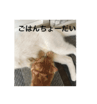 兄弟猫あおとあんずの日常6（個別スタンプ：11）
