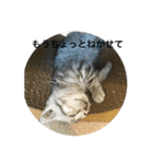 兄弟猫あおとあんずの日常6（個別スタンプ：12）