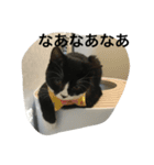 兄弟猫あおとあんずの日常6（個別スタンプ：14）
