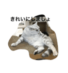 兄弟猫あおとあんずの日常6（個別スタンプ：15）
