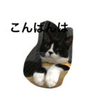 兄弟猫あおとあんずの日常6（個別スタンプ：16）