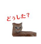 にゃんたすてぃっくフォー（個別スタンプ：2）