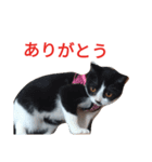 にゃんたすてぃっくフォー（個別スタンプ：3）