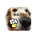 ゴールデンレトリバーのれおんです2（個別スタンプ：14）