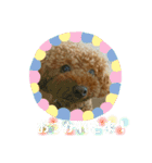 ワンコ三兄弟（個別スタンプ：3）