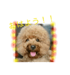 ワンコ三兄弟（個別スタンプ：5）