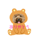 ワンコ三兄弟（個別スタンプ：6）