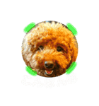 ワンコ三兄弟（個別スタンプ：11）