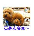 ワンコ三兄弟（個別スタンプ：13）