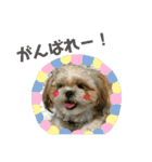 ワンコ三兄弟（個別スタンプ：16）