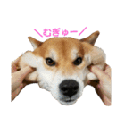 柴犬リクの日常。（個別スタンプ：2）