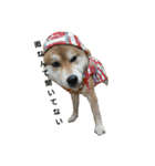 柴犬リクの日常。（個別スタンプ：3）