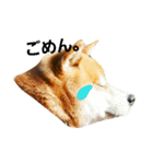 柴犬リクの日常。（個別スタンプ：4）