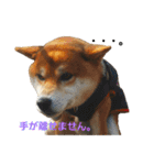 柴犬リクの日常。（個別スタンプ：5）