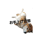 柴犬リクの日常。（個別スタンプ：7）