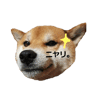 柴犬リクの日常。（個別スタンプ：9）