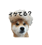 柴犬リクの日常。（個別スタンプ：10）
