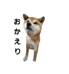 柴犬リクの日常。（個別スタンプ：11）
