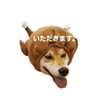 柴犬リクの日常。（個別スタンプ：12）