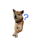 柴犬リクの日常。（個別スタンプ：13）