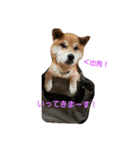 柴犬リクの日常。（個別スタンプ：14）