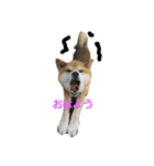 柴犬リクの日常。（個別スタンプ：16）