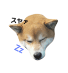 柴犬リクの日常。（個別スタンプ：17）