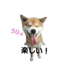 柴犬リクの日常。（個別スタンプ：18）