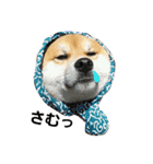 柴犬リクの日常。（個別スタンプ：19）