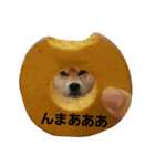 柴犬リクの日常。（個別スタンプ：20）
