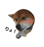 柴犬リクの日常。（個別スタンプ：23）
