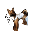 元保護犬 ちゃお（個別スタンプ：1）