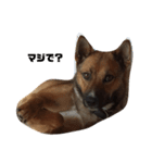 元保護犬 ちゃお（個別スタンプ：2）