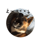 元保護犬 ちゃお（個別スタンプ：3）
