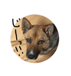 元保護犬 ちゃお（個別スタンプ：4）