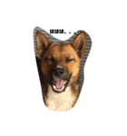 元保護犬 ちゃお（個別スタンプ：5）