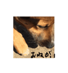 元保護犬 ちゃお（個別スタンプ：6）
