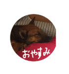 元保護犬 ちゃお（個別スタンプ：7）