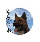 元保護犬 ちゃお（個別スタンプ：8）