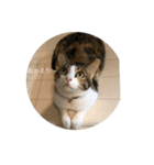 ねこのメルさん（個別スタンプ：1）