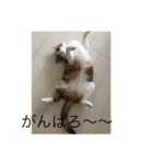 ねこのメルさん（個別スタンプ：3）