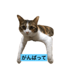 ねこのメルさん（個別スタンプ：4）