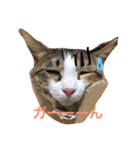 ねこのメルさん（個別スタンプ：7）