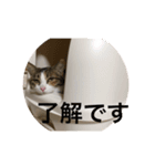 ねこのメルさん（個別スタンプ：8）