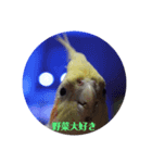 オカメインコのひとりごと（個別スタンプ：2）
